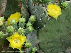 Yellow Prickly Pear