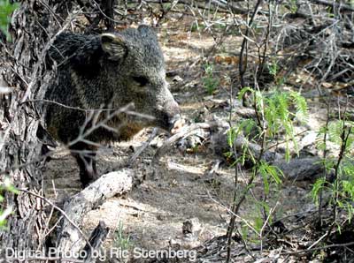 Javelina in the woods