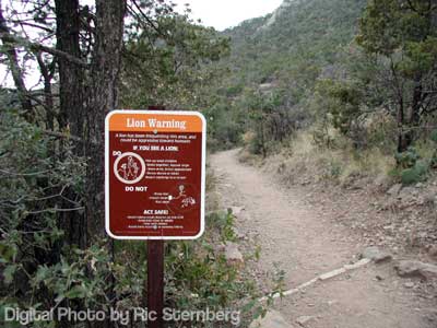 Lion warning sign at the Lost Mine Trail trailhead.