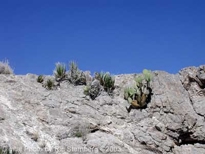 Prickly pears growing from rocks.