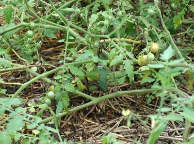 Texas Wild tomatoes