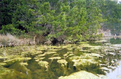 Algae blooms in Lick Creek 600 yds. from West Cypress Hills