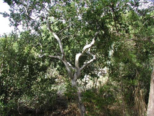 Wide image of persimmon tree