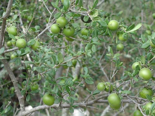 Close image of green persimmons on tree