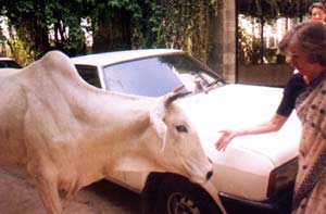 Wilda and cow.